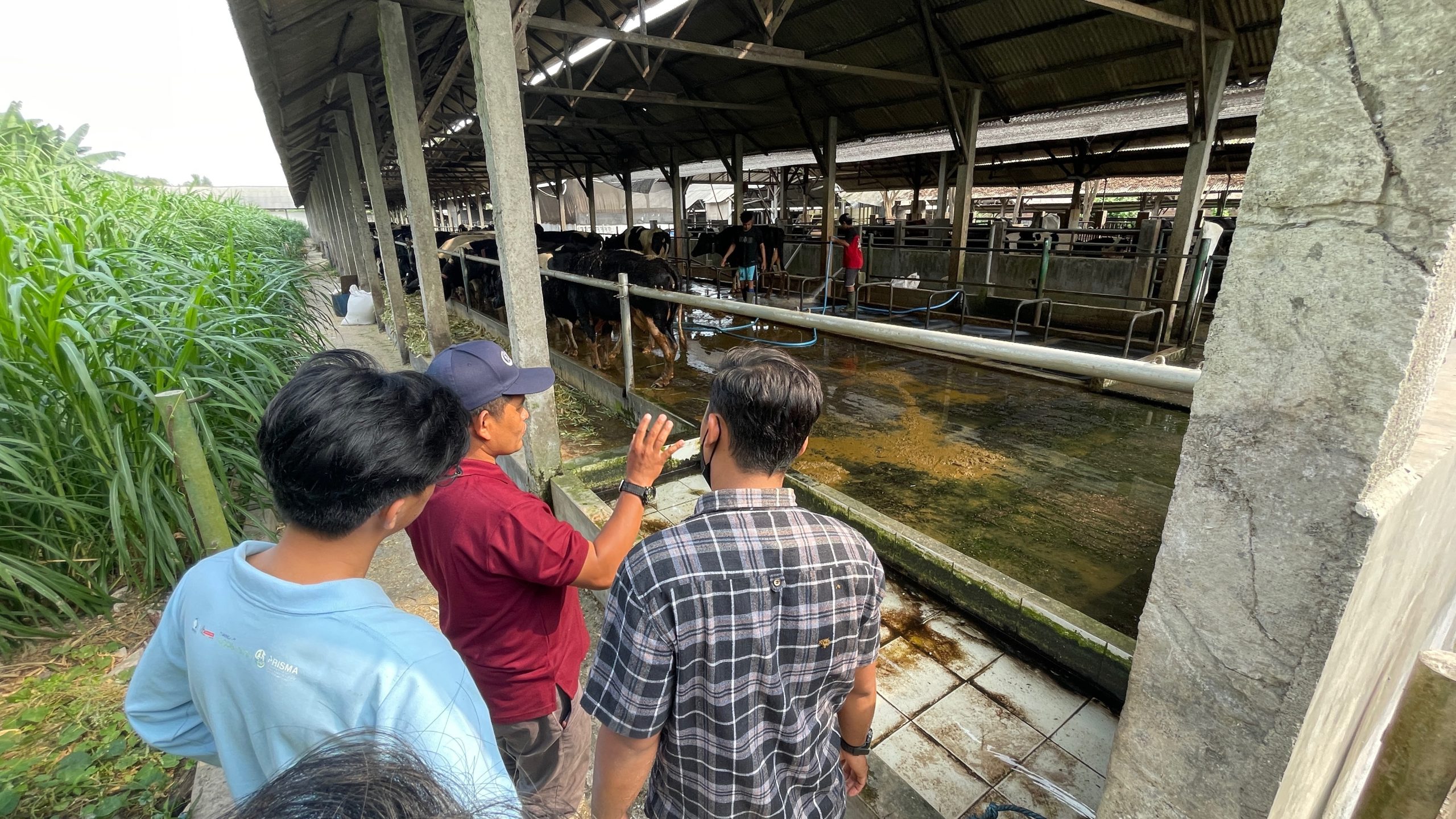 Pelatihan untuk Pelatih Praktik Peternakan Sapi Perah yang Baik bagi Koperasi Rukun Santoso di Jawa Timur
