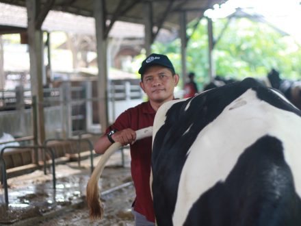 Penerapan Semen Beku Sexing untuk Peningkatan Populasi Sapi Perah Pasca Wabah PMK