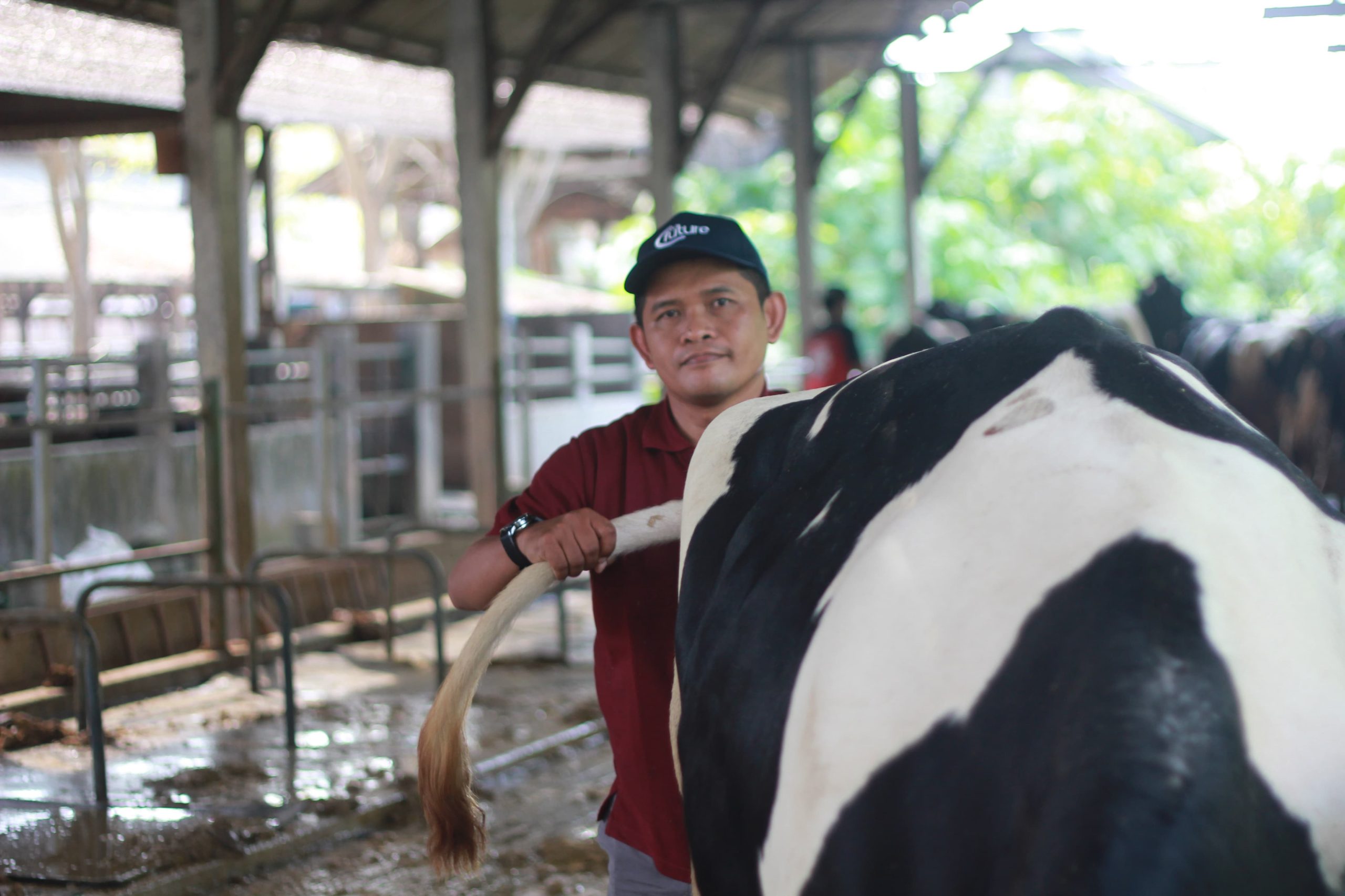 Penerapan Semen Beku Sexing untuk Peningkatan Populasi Sapi Perah Pasca Wabah PMK