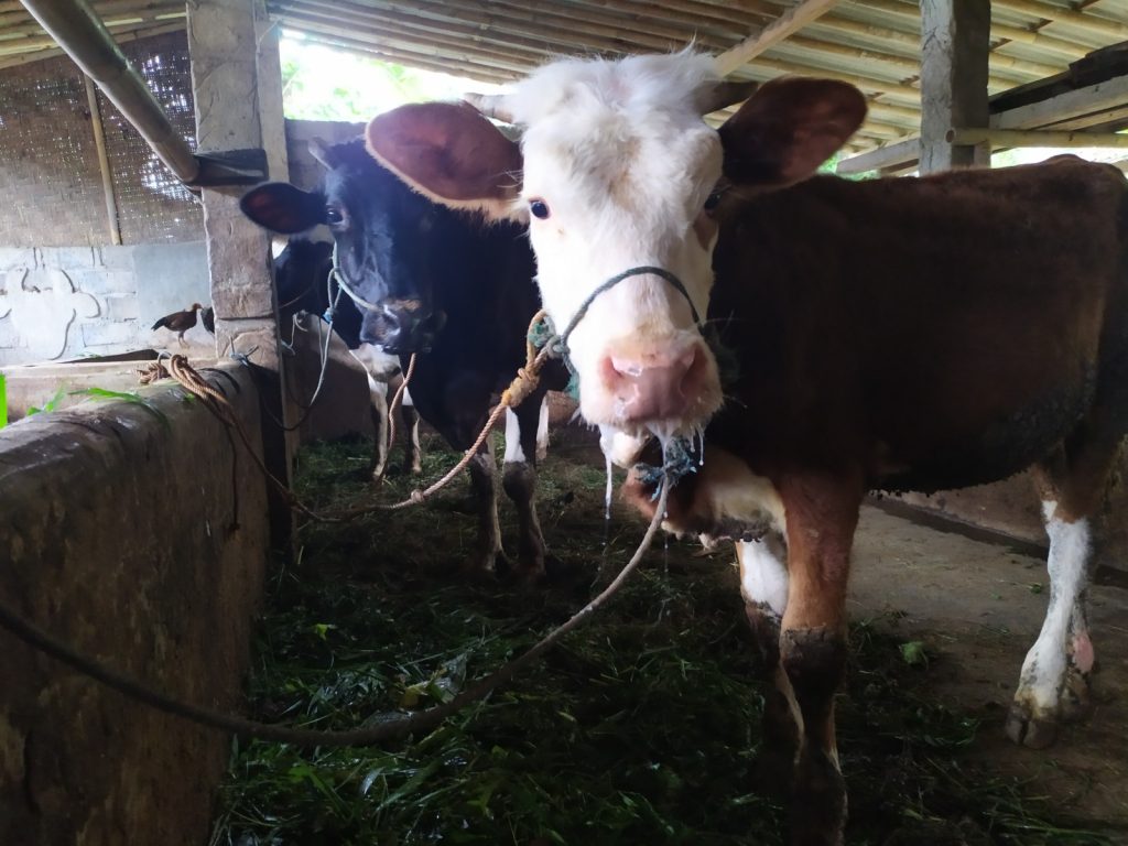 FMD outbreak causes decline in dairy cattle population in Indonesia