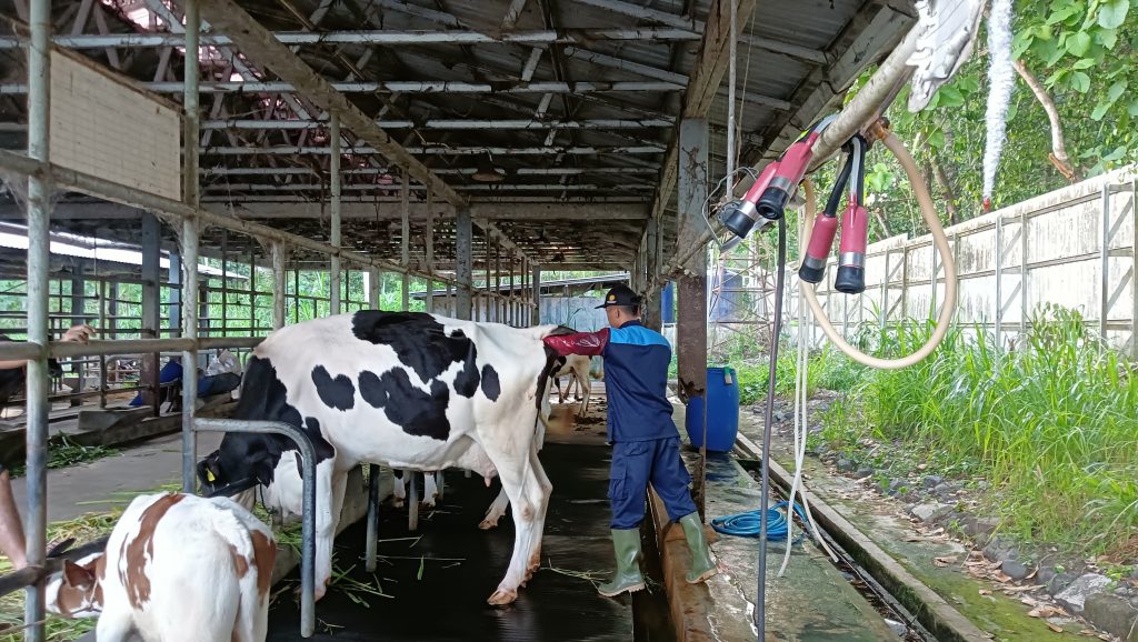 Artificial Insemination Process of Frozen Semen Sexing in Dairy Cows in Boyolali